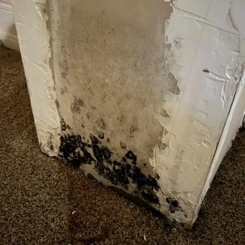 Professional Mold Removal in San Jose, CA